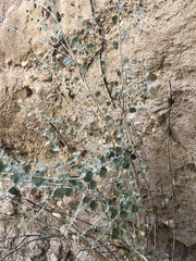 Brickellia nevinii