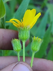 Arnica lanceolata