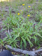 Arnica lanceolata
