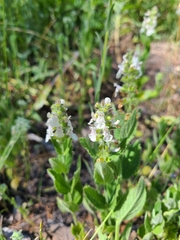 Stachys rigida rigida