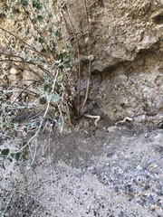 Brickellia nevinii