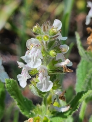 Stachys rigida rigida