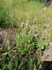 Stachys rigida rigida