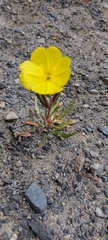Oenothera magellanica