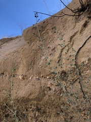 Brickellia nevinii