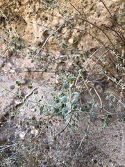 Brickellia nevinii