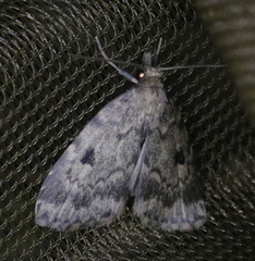 Parahypenodes quadralis