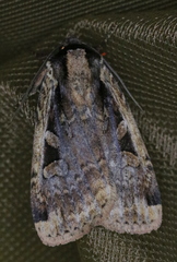 Eueretagrotis sigmoides