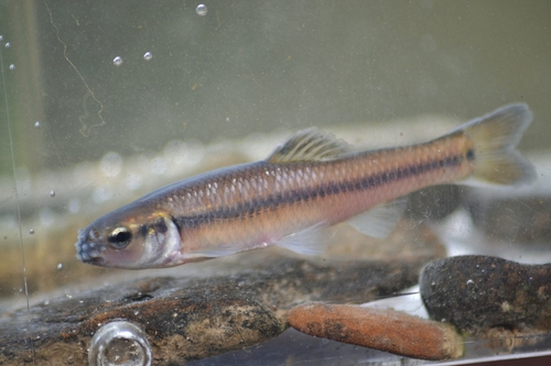 Bluntnose Minnow (SD Fish Passage Guide ) · iNaturalist