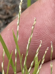 Muhlenbergia filiformis