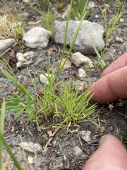 Muhlenbergia filiformis
