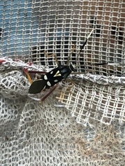 Baldus vinulus