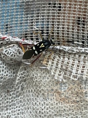 Baldus vinulus