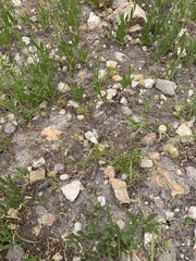 Muhlenbergia filiformis