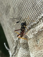 Baldus vinulus