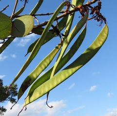 Bauhinia pulchella