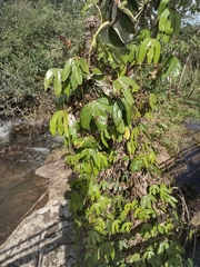 Aristolochia macroura