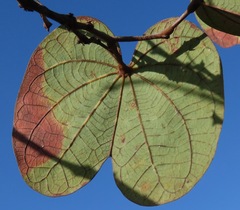 Bauhinia pulchella