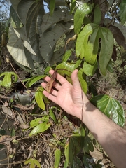 Aristolochia macroura