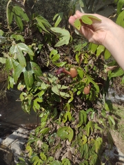 Aristolochia macroura