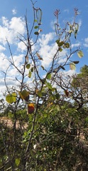 Bauhinia pulchella