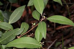 Notelaea venosa