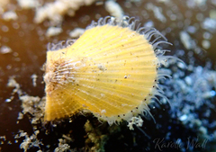 Chlamys hastata
