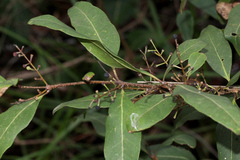 Notelaea venosa