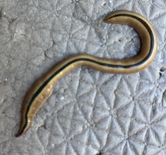 Australopacifica regina