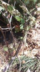 Polistes kaibabensis