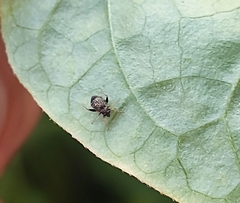 Microtechnites bractatus