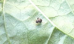 Microtechnites bractatus