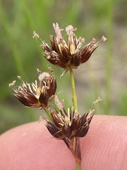 Juncus nevadensis
