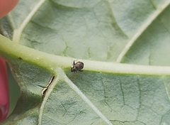 Microtechnites bractatus