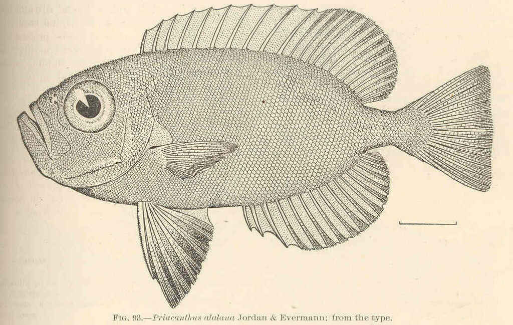 Hawaiian Bigeye