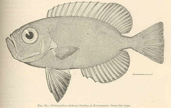 Hawaiian Bigeye photo 1