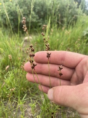 Juncus nevadensis