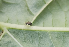 Microtechnites bractatus