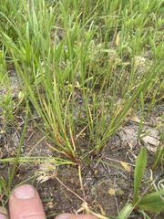 Juncus nevadensis