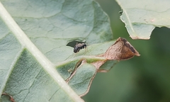 Microtechnites bractatus