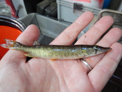 Esox americanus