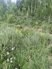Delphinium × occidentale