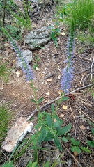 Veronica porphyriana