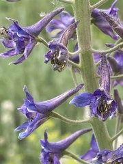 Delphinium × occidentale