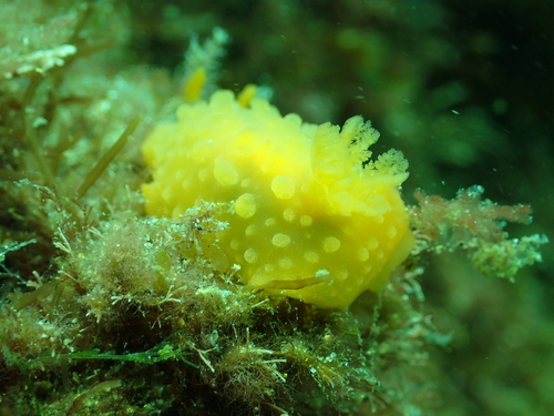 Doriopsilla pelseneeri