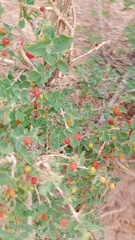 Lonicera microphylla