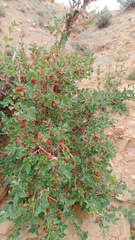 Lonicera microphylla