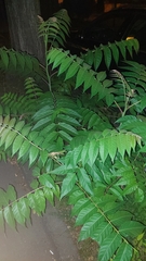 Ailanthus altissima