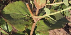 Lippia origanoides