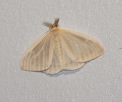 Sitvia denudata